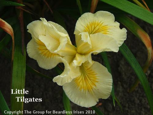Little Tilgates
